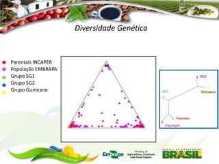 Diversidade Genética

Parentais INCAPER
População EMBRAPA
Grupo SG1
Grupo SG2
Grupo Guineano

 