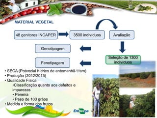 MATERIAL VEGETAL
48 genitores INCAPER

3500 indivíduos

Avaliação

Genotipagem

Fenotipagem
• SECA (Potencial hídrico de antemanhã- am)
• Produção (2012/2013)
• Qualidade Física
•Classificação quanto aos defeitos e
impurezas
• Peneira
• Peso de 100 grãos
• Medida e forma dos frutos

Seleção de 1300
indivíduos

 