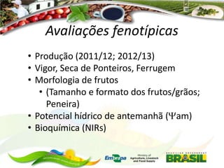 Avaliações fenotípicas
• Produção (2011/12; 2012/13)
• Vigor, Seca de Ponteiros, Ferrugem
• Morfologia de frutos
• (Tamanho e formato dos frutos/grãos;
Peneira)
• Potencial hídrico de antemanhã ( am)
• Bioquímica (NIRs)

 