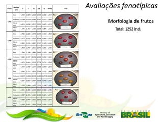 Planta

Medidas
(cm)
Área

E1

E2

E3

E4

E5

Média

Menor
eixo
Maior
eixo
Área

0,8476 0,8548 0,8979 0,6393 0,8476 0,8174
1,1996 1,1421 1,1206 1,0200 1,0846 1,1134
2,7595 3,0292 2,9748 2,2486 2,4950 2,7014

Perímetro 9,5112 9,8257 9,7624 8,5690 9,0959 9,3528
L1P49

Menor
eixo
Maior
eixo
Área

0,8045 0,9194 0,8907 0,7327 0,7470 0,8189
1,0918 1,0487 1,0631 0,9769 1,0631 1,0487
2,7543 2,7689 3,3083 2,4859 2,9070 2,8449

Perímetro 9,4084 9,4497 10,3036 8,9968 9,6568 9,5631
L1P65

Menor
eixo
Maior
eixo
Área

0,8476 0,8404 0,9338 0,7758 0,8763 0,8548
1,0344 1,0487 1,1277 1,0200 1,0559 1,0573
3,5965 3,7512 3,4234 3,1398 3,5732 3,4968

Perímetro 10,8373 11,0463 10,5376 10,0058 10,7474 10,6349
L2P8

Menor
eixo
Maior
eixo
Área

0,9266 0,9553 0,9194 0,9338 0,9482 0,9367
1,2355 1,2499 1,1852 1,0703 1,1996 1,1881
2,5131 2,3896 2,6324 2,6324 2,7232 2,5781

Perímetro 8,9727 8,7076 9,1905 9,1905 9,3274 9,0777
L4P51

Menor
eixo
Maior
eixo

Avaliações fenotípicas

3,1942 3,0670 3,1608 2,0485 2,8882 2,8717

Perímetro 10,2846 10,0100 10,0965 8,3837 9,6723 9,6894
L1P15

Foto

0,8189 0,8404 0,8332 0,8332 0,8620 0,8375
0,9769 0,9051 1,0056 1,0056 1,0056 0,9798

Morfologia de frutos
Total: 1292 ind.

 