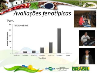 Avaliações fenotípicas
am.
250

Total: 404 ind.

Number of individuals

200

150

100

50

0
-3,5 a -3,0

-3,0 a -2,5

-2,5 a -2,0

-2,0 a -1,5
Ψam (MPa)

-1,5 a -1,0

-1,0 a -0,5

-0,5 a 0

 