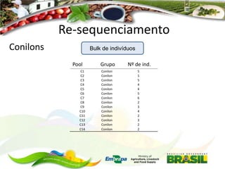 Re-sequenciamento
Conilons

Bulk de indivíduos
Nome do pool
Pool

Grupo
Grupo

C1
C2
C3
C4
C5
C6
C7
C8
C9
C10
C11
C12
C13
C14

Conilon
Conilon
Conilon
Conilon
Conilon
Conilon
Conilon
Conilon
Conilon
Conilon
Conilon
Conilon
Conilon
Conilon

Número de indivíduos
Nº de ind.
por pool
5
1
5
4
4
5
6
2
3
4
2
3
2
2

 