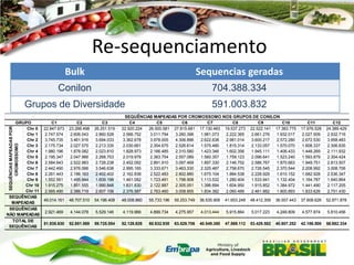 Re-sequenciamento
Bulk

Sequencias geradas

Conilon

704.388.334

Grupos de Diversidade

591.003.832

SEQUÊNCIAS MAPEADAS POR
CROMOSSOMO

GRUPO
C1
Chr 0 22.847.673
Chr 1
2.747.574
Chr 2
3.745.735
Chr 3
2.175.734
Chr 4
1.980.196
Chr 5
2.195.347
Chr 6
2.584.643
Chr 7
2.442.490
Chr 8
2.261.443
Chr 9
1.552.561
Chr 10 1.915.275
Chr 11 2.565.490
SEQUÊNCIAS
49.014.161
MAPEADAS
SEQUÊNCIAS
2.921.469
NÃO MAPEADAS
TOTAL DE
51.935.630
SEQUÊNCIAS

C2
23.266.498
2.606.043
3.461.916
2.027.575
1.878.082
2.047.966
2.522.983
2.976.066
2.186.163
1.495.944
1.851.555
2.386.719

C3
26.251.519
2.860.528
3.694.033
2.213.335
2.023.810
2.268.753
2.728.238
3.546.638
2.402.402
1.609.198
1.990.848
2.607.106

SEQUÊNCIAS MAPEADAS POR CROMOSSOMO NOS GRUPOS DE CONILON
C4
C5
C6
C7
C8
C9
C10
22.920.224
26.500.581 27.815.681 17.130.483 19.537.273 22.522.141 17.383.775
2.566.752
3.011.794
3.260.396
1.981.073
2.222.365
2.661.276
1.932.017
3.362.678
3.978.005
4.306.896
2.622.638
2.981.014
3.600.217
2.572.280
2.030.661
2.354.675
2.526.614
1.575.480
1.815.314
2.133.057
1.570.070
1.828.973
2.166.485
2.310.580
1.423.346
1.602.356
1.945.111
1.406.433
2.019.978
2.363.754
2.557.089
1.560.357
1.759.123
2.096.641
1.523.240
2.452.092
2.891.910
3.097.469
1.897.330
2.146.752
2.586.767
1.870.663
2.995.165
3.333.671
3.463.330
2.325.487
2.758.670
2.726.545
2.370.544
2.162.838
2.522.483
2.802.880
1.675.104
1.884.538
2.228.929
1.610.152
1.461.082
1.723.491
1.798.908
1.113.532
1.280.404
1.533.941
1.132.404
1.831.830
2.122.887
2.305.051
1.396.694
1.604.950
1.915.852
1.384.972
2.376.587
2.763.460
3.008.855
1.834.382
2.060.489
2.461.882
1.800.893

C11
17.976.528
2.027.509
2.672.530
1.608.337
1.448.269
1.593.879
1.949.751
2.208.992
1.682.928
1.164.787
1.441.490
1.833.626

C12
24.389.429
2.932.716
3.958.483
2.306.835
2.111.932
2.304.424
2.813.507
3.008.706
2.536.347
1.640.864
2.117.205
2.751.430

48.707.510

54.196.408

48.008.860

55.733.196

59.253.749

36.535.906

41.653.248

48.412.359

36.557.443

37.608.626

52.871.878

4.144.078

5.529.146

4.119.966

4.899.734

4.275.957

4.013.444

5.915.864

5.017.223

4.249.809

4.577.874

5.810.456

52.851.588

59.725.554

52.128.826

60.632.930

63.529.706

40.549.350

47.569.112

53.429.582

40.807.252

42.186.500

58.682.334

 