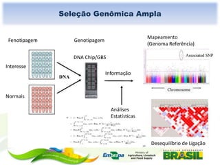 Seleção Genômica Ampla

Fenotipagem

Mapeamento
(Genoma Referência)

Genotipagem
DNA Chip/GBS

Interesse
Informação

Normais
Análises
Estatísticas

Desequilíbrio de Ligação

 