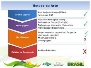 Estado da Arte
Material Vegetal

Fenotipagem

Genotipagem

Estudos de Associação

Seleção dos indivíduos (1300 )
Extração de DNA
Avaliações fisiológicas ( am)
Avaliações de Campo (Produção)
Avaliações de laboratório (Parâmetros
morfológicos e bioquímicos)
Mapeamento das sequencias ( Grupos de
diversidade, parentais)
Mineração de SNPs
Genotipagem

Análises Estatísticas





x

X

 