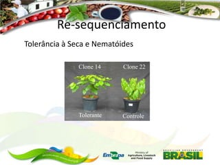 Re-sequenciamento
Tolerância à Seca e Nematóides
Clone 14

Clone 22

Tolerante

Controle

 