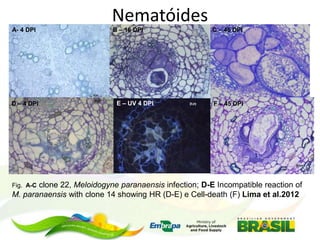 Nematóides
A- 4 DPI

D – 4 DPI

B – 16 DPI

E – UV 4 DPI

C – 45 DPI

F – 45 DPI

clone 22, Meloidogyne paranaensis infection; D-E Incompatible reaction of
M. paranaensis with clone 14 showing HR (D-E) e Cell-death (F) Lima et al.2012
Fig. A-C

 