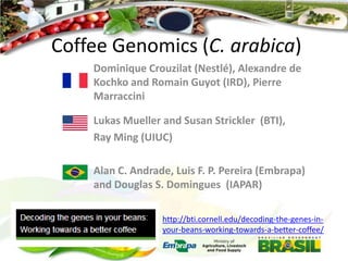 Coffee Genomics (C. arabica)
Dominique Crouzilat (Nestlé), Alexandre de
Kochko and Romain Guyot (IRD), Pierre
Marraccini

Lukas Mueller and Susan Strickler (BTI),
Ray Ming (UIUC)
Alan C. Andrade, Luis F. P. Pereira (Embrapa)
and Douglas S. Domingues (IAPAR)
http://bti.cornell.edu/decoding-the-genes-inyour-beans-working-towards-a-better-coffee/

 