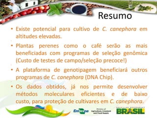 Resumo
• Existe potencial para cultivo de C. canephora em
altitudes elevadas.
•

• Plantas perenes como o café serão as mais
beneficiadas com programas de seleção genômica
(Custo de testes de campo/seleção precoce!)
•

• A plataforma de genotipagem beneficiará outros
programas de C. canephora (DNA Chip).
•

• Os dados obtidos, já nos permite desenvolver
métodos moleculares eficientes e de baixo
custo, para proteção de cultivares em C. canephora.

 