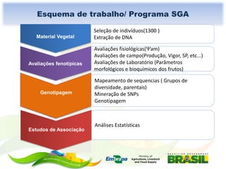 Esquema de trabalho/ Programa SGA
Material Vegetal

Avaliações fenotípicas

Genotipagem

Estudos de Associação

Seleção de indivíduos(1300 )
Extração de DNA
Avaliações fisiológicas( am)
Avaliações de campo(Produção, Vigor, SP, etc...)
Avaliações de Laboratório (Parâmetros
morfológicos e bioquímicos dos frutos)
Mapeamento de sequencias ( Grupos de
diversidade, parentais)
Mineração de SNPs
Genotipagem

Análises Estatísticas

 