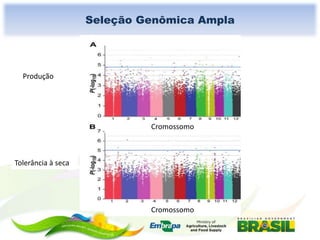 Seleção Genômica Ampla

Produção

Cromossomo

Tolerância à seca

Cromossomo

 