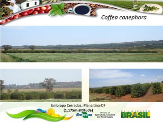Coffea canephora

Embrapa Cerrados, Planaltina-DF
(1.175m altitude)

 
