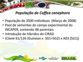 População de Coffea canephora
• População de 3500 indivíduos (Março de 2008)
• Pool de sementes do campo experimental do
INCAPER, contendo 48 parentais
• Introdução de híbridos do CIRAD
• (Clone 61/126 (Guinean x SG1+SG2) x A03 (SG1))

 