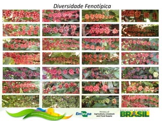 Diversidade Fenotípica

 
