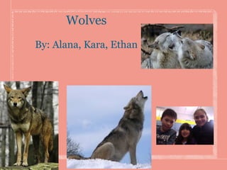 Wolves
By: Alana, Kara, Ethan
 