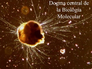Dogma central de
  la Biología
   Molecular
 