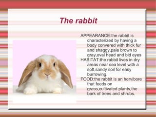 The rabbit ,[object Object]