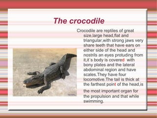 FOOD:the rabbit is an hervibore that feeds on grass,cultivated plants,the bark of trees and shrubs. 