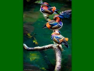 Alan Shapiro art