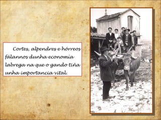 Cortes, alpendres e hórreos fálannos dunha economía labrega na que o gando tiña unha importancia vital.  