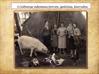 Criábanse ademais porcos, galiñas, parrulos,  