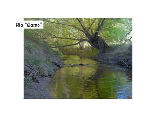Río “Gamo” 
