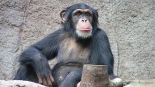 @alexismonville #atbdx https://fr.wikipedia.org/wiki/Chimpanz%C3%A9
 