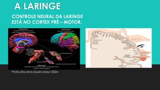 A LARINGE
Profa.dra.ana paula zarzur 2024
CONTROLE NEURAL DA LARINGE
ESTÁ NO CORTEX PRÈ – MOTOR.
 