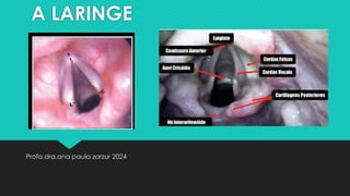 A LARINGE
Profa.dra.ana paula zarzur 2024
 