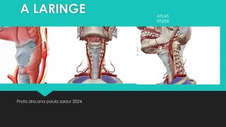 A LARINGE
Profa.dra.ana paula zarzur 2024
ATLAS
PFIZER
 