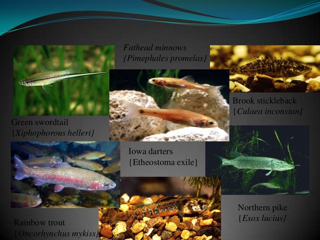 Alarm Pheromones In Aquatic Animals