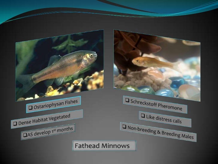 Alarm Pheromones In Aquatic Animals