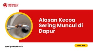 Alasan Kecoa
Sering Muncul di
Dapur
Read Now
www.gardapest.co.id
 