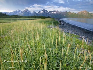 Praia na baía de Aialik 