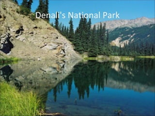 Denali's National Park 