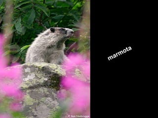 marmota 