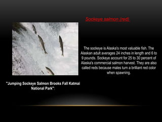 Haida IndiansThe Haida were neighbors of the Eyak, Tlingit, and Tsimshian.The original homeland of the Haida people is the Queen Charlotte Islands in British Columbia, Canada. The Haida are master canoe makers, constructing their canoes from cedar logs up to 60 feet in length.The territory of the Inupiaq Eskimos includes: the North Slope Borough (NSB) consisting of seven villages, served by the Arctic Slope Regional Corporation, the Northwest Arctic Borough consisting of eleven villages and the Bering Straits Regional Corporation, which includes 16 villages. Barrow Alaska, the most northern U.S. city, is located within the NSB territory and is situated 700 miles north of Fairbanks and approximately 1000 miles below the north pole.Inupiaq EskimosSubsistence hunting and traditional uses of wild foods such as moose, caribou, whale, duck, fish, and other wildlife continue to provide substantial portions of the Inupiaq diet. 