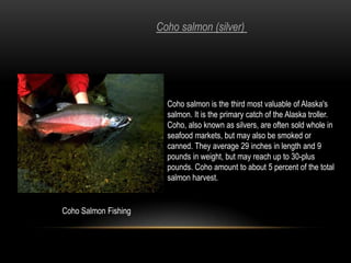 St. Lawrence Island YupikSt. Lawrence Island lies in the Bering Sea, 164 miles west of Nome. It is closer to Siberia in Russia, (just 38 miles away) than it is to Alaska. Savoonga on the northern coast and Gambell on the northwest cape contain the island’s Yupik population with 695 residing in Savoonga and 660 in Gambell. St. Lawrence Island has been inhabited intermittently for the past 2,000 year by Yup’ik Eskimos. The economy is largely based on subsistence harvests from the sea including seal, walrus, fish and bowhead and gray whales. Walrus-hide boats are still used to hunt. Savoonga is hailed as the “Walrus Capital of the World” and a Walrus Festival is help each spring. St. Lawrence Island Yupik are famous for their ivory carvings. Walrus