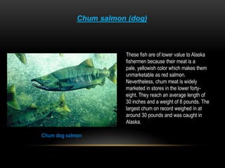 Tlingit IndiansTraditional Tlingit territory in Alaska includes the Southeast panhandle between Icy Bay in the north to the Dixon Entrance in the south. Tlingit people have also occupied the area to the east inside the Canadian border. This group is known as the “Inland Tlingit”.Southeast Alaska’s environment is a temperate rain forest. This environment produces many tall and massive trees. Wood was the most important commodity for the people of this region. Communal houses, totem poles, daily utensils, storage and cooking boxes, transportation, ceremonial objects, and clothing were all made of wood and wood products, especially cedar and spruceTlingit ceremonial dance