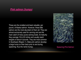 Tsimshian IndiansThe original homeland of the Tsimshian is between the Nass and Skeena Rivers in British Columbia, Canada, though at contact in Southeast Alaska’s Portland Canal area, there were villages at Hyder and Halibut Bay. Presently in Alaska, the Tsimshian live mainly on Annette Island, in (New) Metlakatla, Alaska in addition to settlements in Canada.Scraping the Seal SkinYupik EskimosThe Yup'ik Eskimos of the Yukon-Kuskokwim Delta area in Western Alaska live in an environment made up of a mostly flat, marshy plain crisscrossed by many waterways, which the Yup'ik use in place of roads. The Yup'ik believe that no one ever truly dies, but that their soul is part of a cycle in which it is reborn in another generation. Children are named after the last person in the community to have passed away, whether that name is a boy or girl name.King Salmon Drying Quinhagak Alaska 