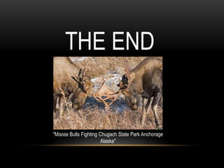 Alaska's Scenic WondersAnchorage is a vibrant, eclectic metropolis with a frontier spirit, located in the heart of great Alaska wilderness. 