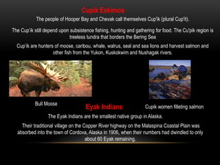 Northern Lights or Aurora BorealisThe aurora is the glow of solar particles blown into the earth’s magnetic field. The streams of charged solar particles surge and bulge along bends in the earth’s magnetic field. As they strike atoms in the earth’s atmosphere, they create greenish-yellow, faint blue, or even blood red curtains of color. Some Alaska Native groups believed the lights had serious powers. Some believed the lights were the dancing spirits of children who died at birth. The best months to view the Aurora Borealis is between November and March. The best time to view is 10pm-2am.