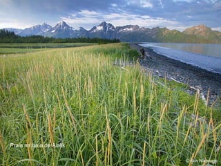 Praia na baía de Aialik 