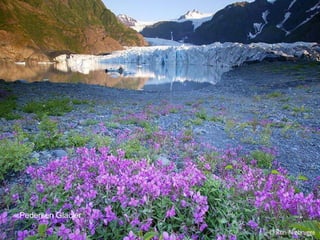 Pedersen Glacier 