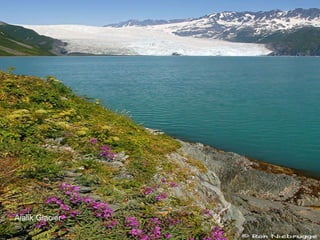 Aialik Glacier 