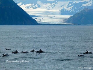 Passeio dos golfinhos 
