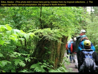 Sitka, Alaska:  (This photo didn’t move here just by mistake from my tropical collections…)  The region has heavy annual precipitation, the highest in North America.  