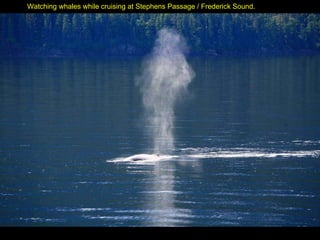Watching whales while cruising at Stephens Passage / Frederick Sound. 