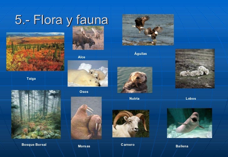cadena trofica bosque boreal alaska cadena trofica bosque boreal alaska