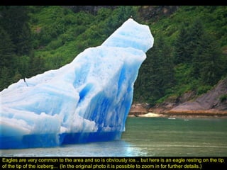 Eagles are very common to the area and so is obviously ice... but here is an eagle resting on the tip
of the tip of the iceberg… (In the original photo it is possible to zoom in for further details.)
 